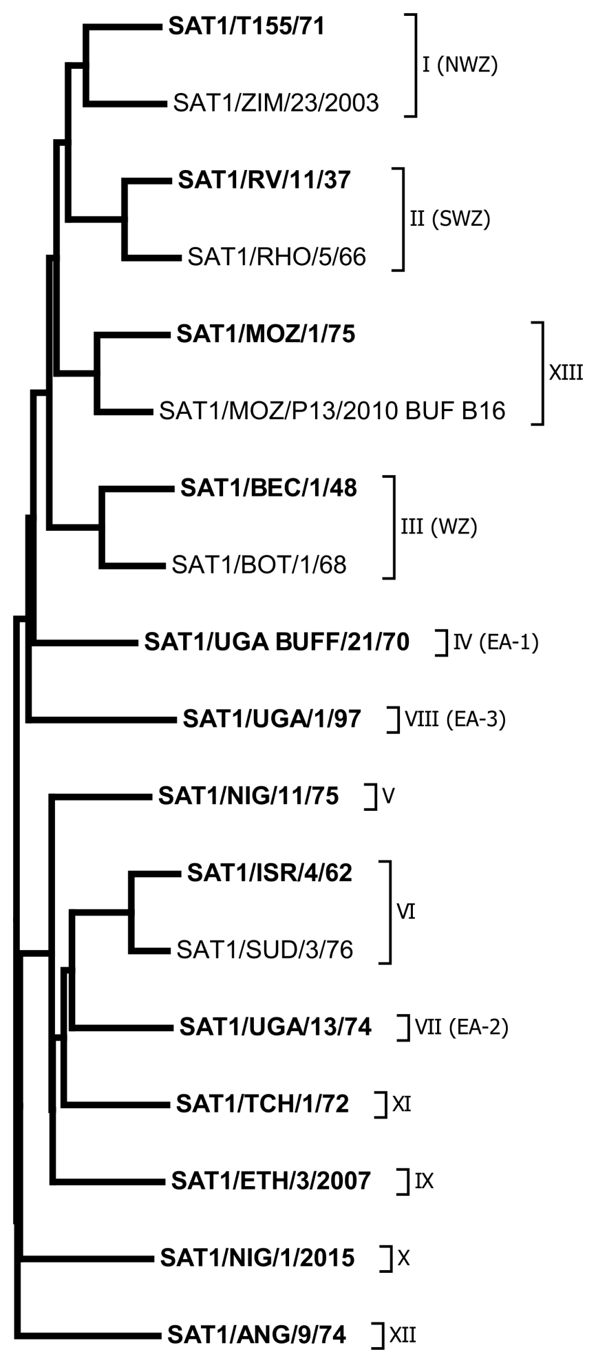 Phylogenetic tree of SAT 1 prototype strains
